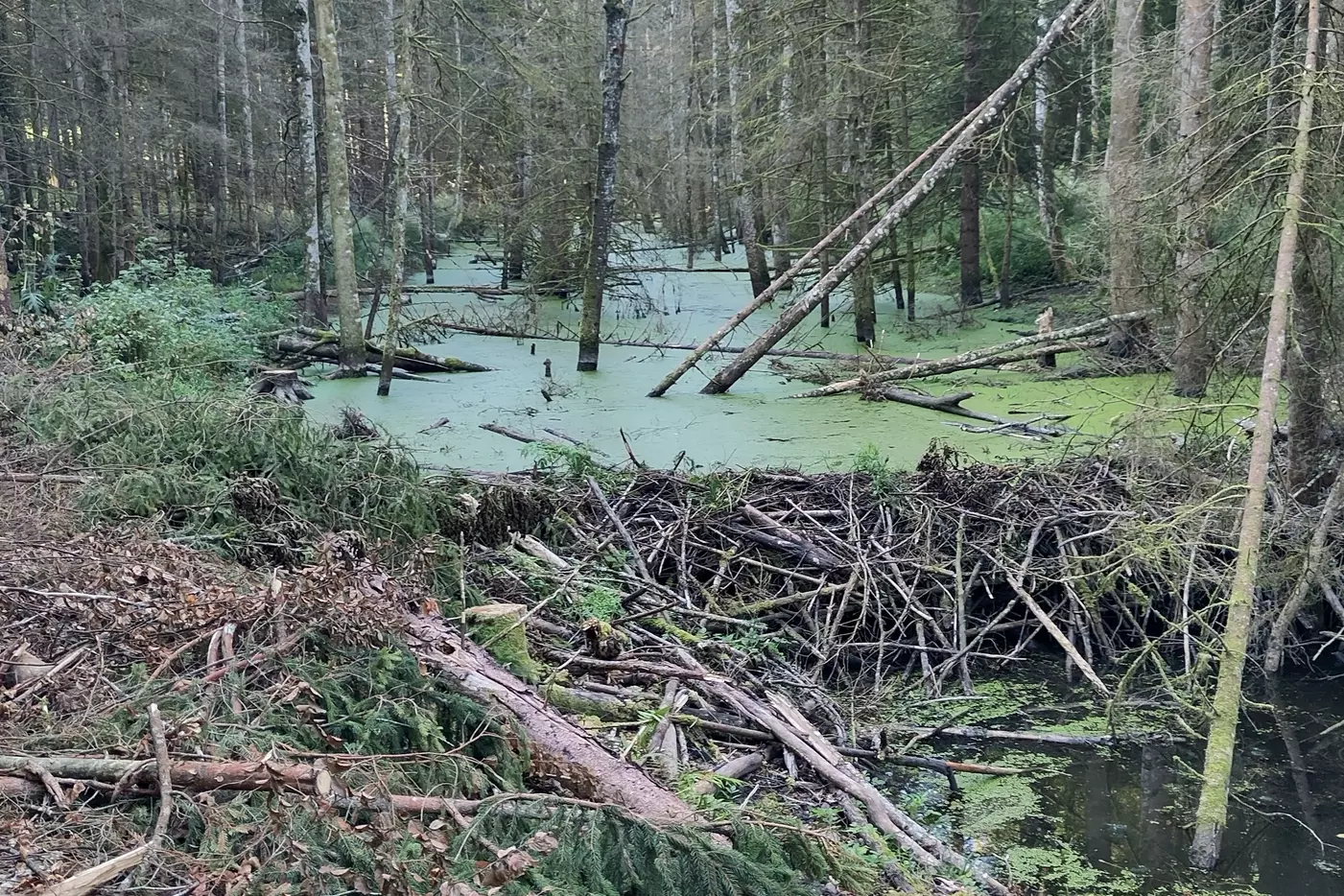 Biberkonzept Schwarzenburg